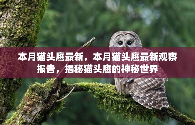 目不转睛 第25页