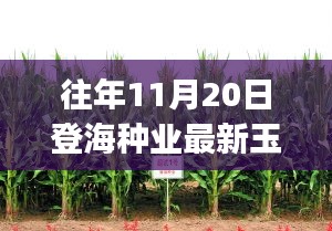 登海种业最新玉米种选购与种植指南（适合初学者与进阶用户）