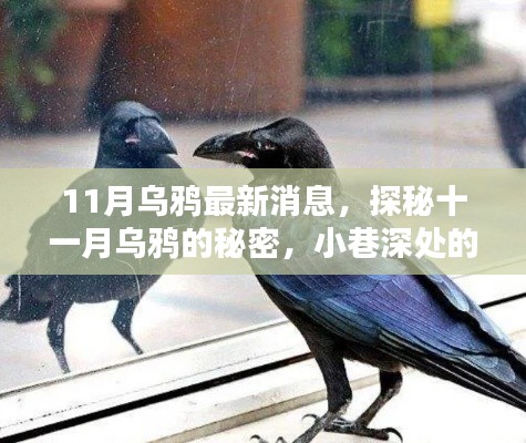 探秘十一月乌鸦的秘密，小巷深处的独特风味小店最新消息