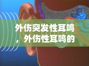 外伤突发性耳鸣，外伤性耳鸣的成因 