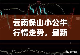 云南保山小公牛行情走势，最新牛价分析