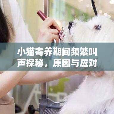 小猫寄养期间频繁叫声探秘，原因与应对策略