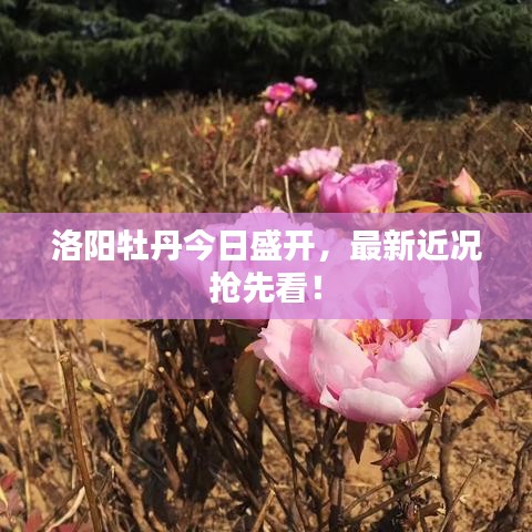 洛阳牡丹今日盛开，最新近况抢先看！